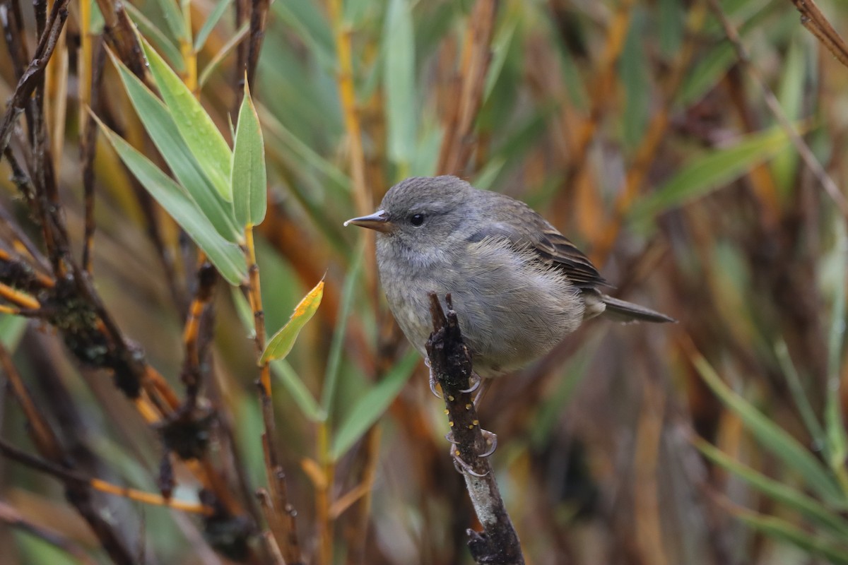 Peg-billed Finch - ML620319793