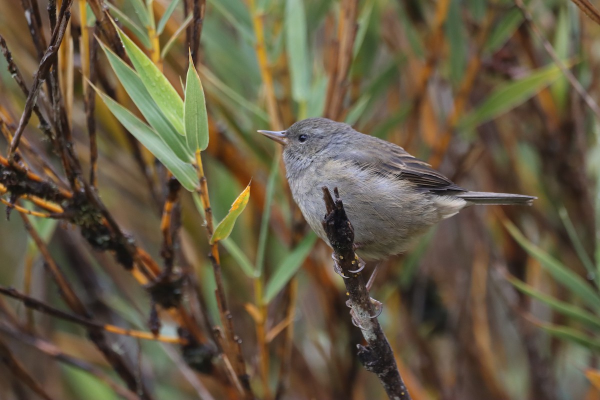 Peg-billed Finch - Wei Lu