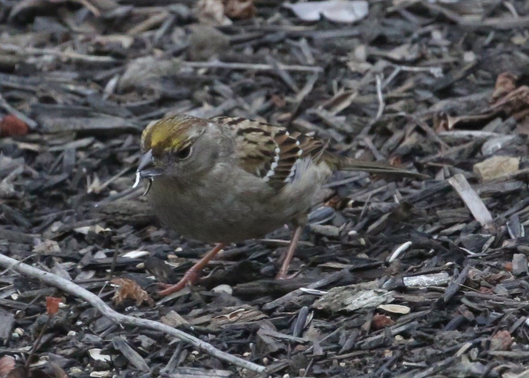 Golden-crowned Sparrow - ML620319795