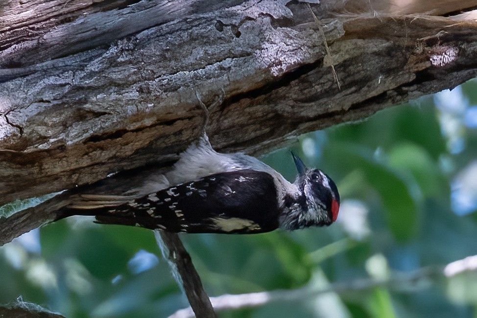 Hairy Woodpecker - ML620319797