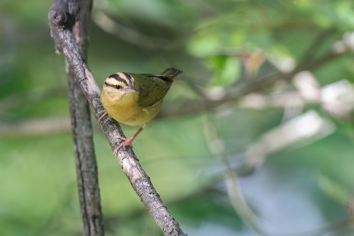 Worm-eating Warbler - ML620319808