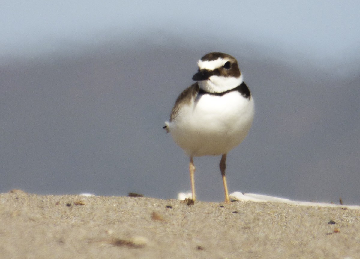 Wilson's Plover - ML62031981