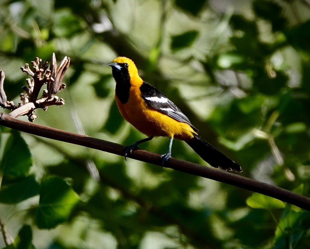 Hooded Oriole (nelsoni Group) - ML620319812