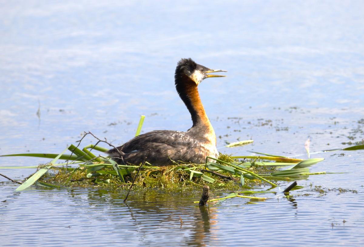 Red-necked Grebe - ML620319814