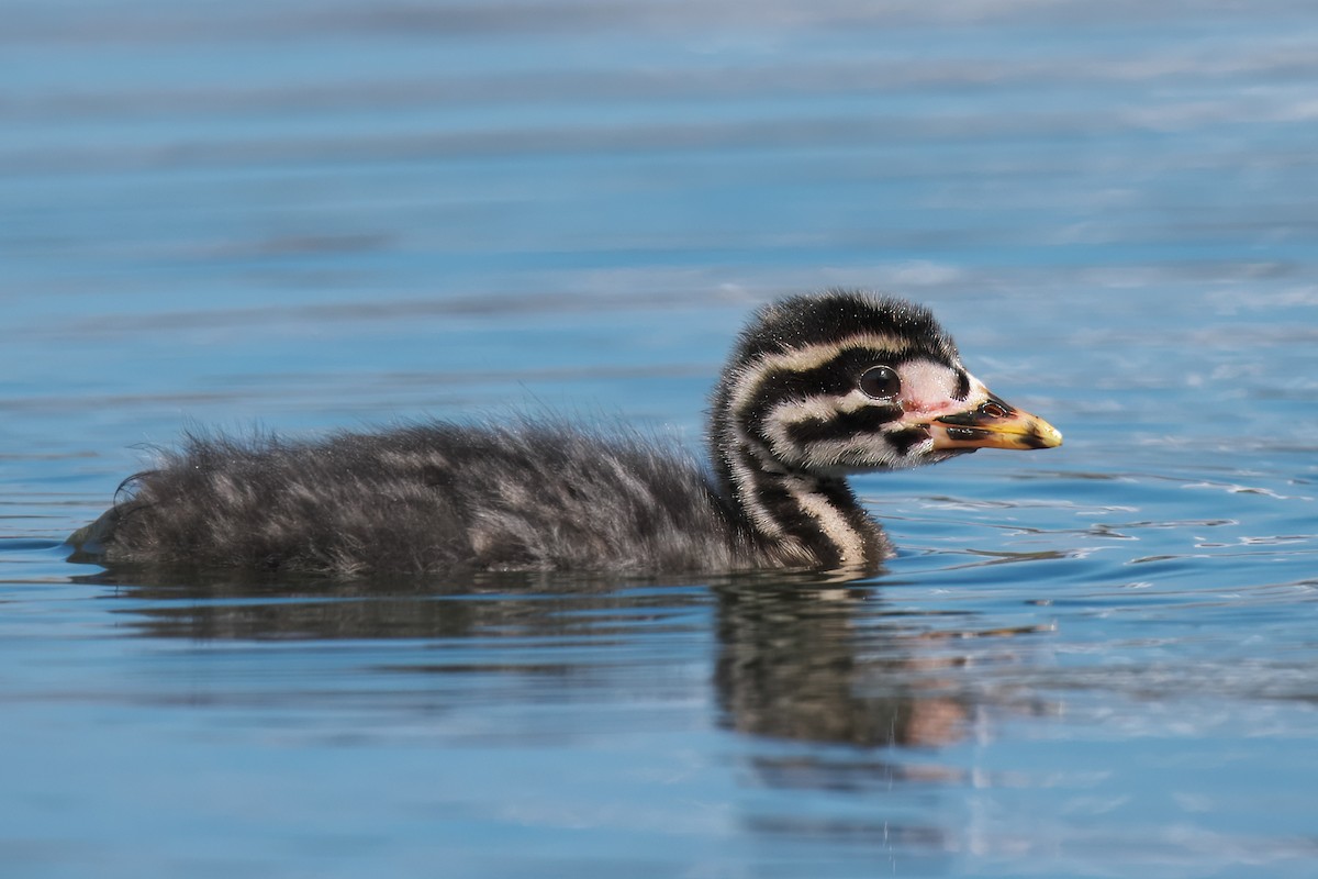 Red-necked Grebe - ML620319816