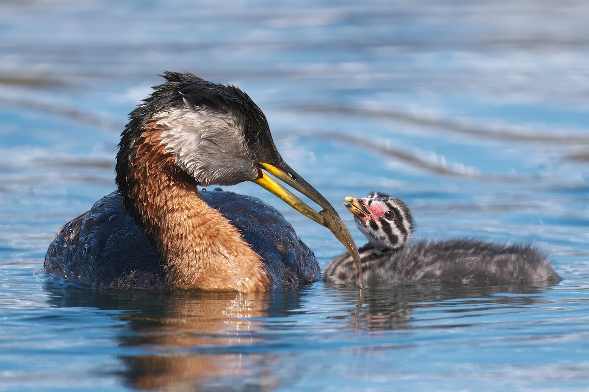 Red-necked Grebe - ML620319817