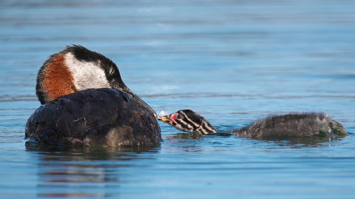 Red-necked Grebe - ML620319819