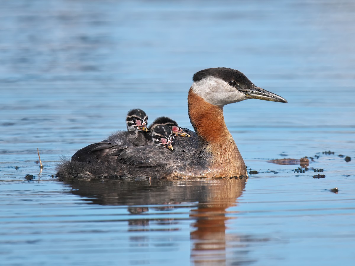 Red-necked Grebe - ML620319821
