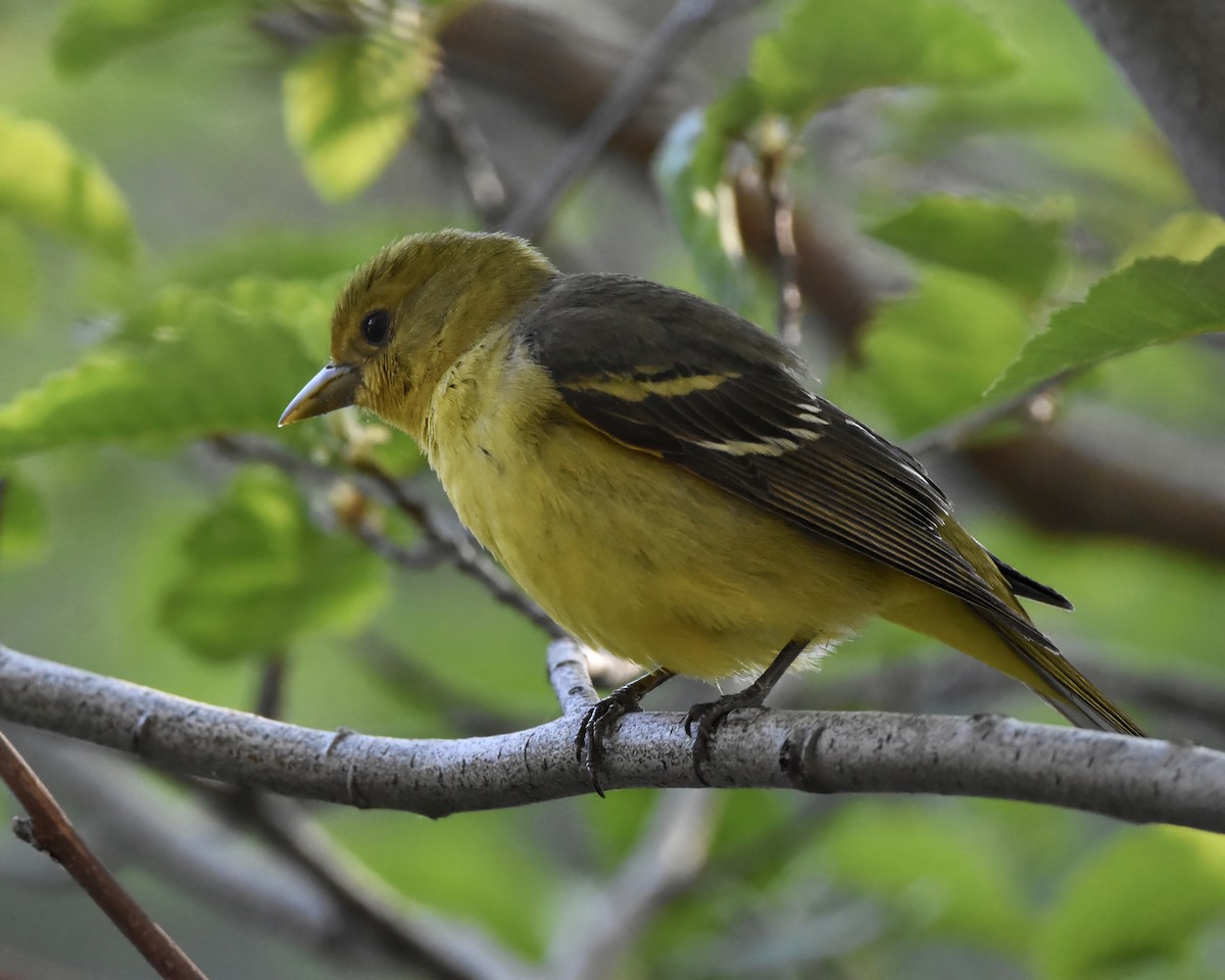 Western Tanager - ML620319833