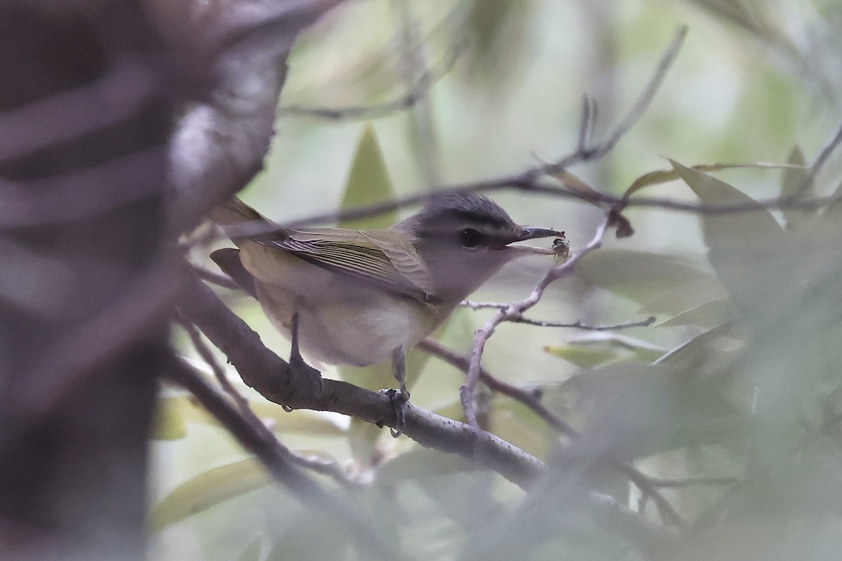 rødøyevireo - ML620319844