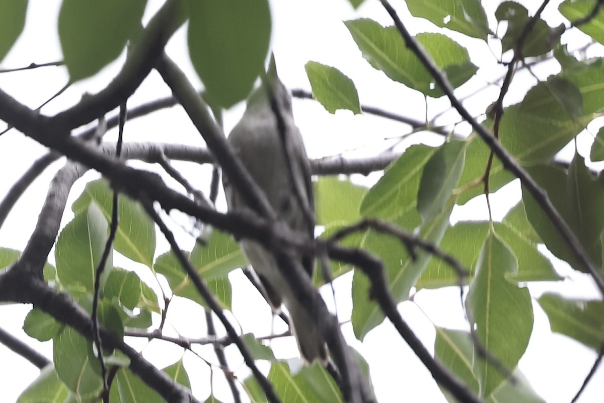 Chestnut-sided Warbler - ML620319851