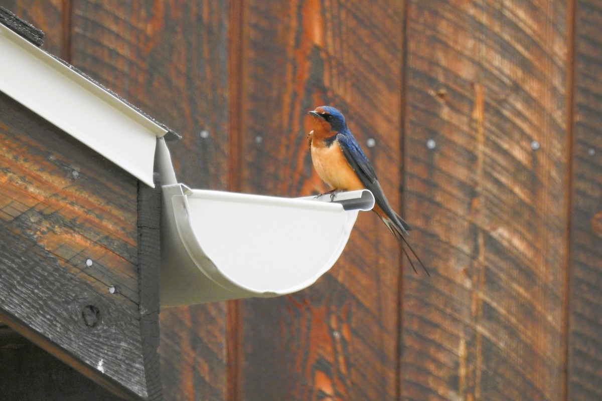 Barn Swallow - ML620319861