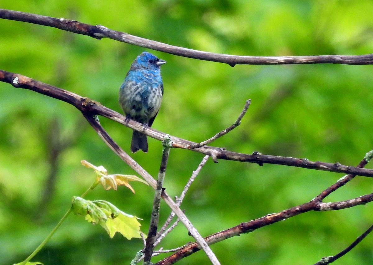 Passerin indigo - ML620319866