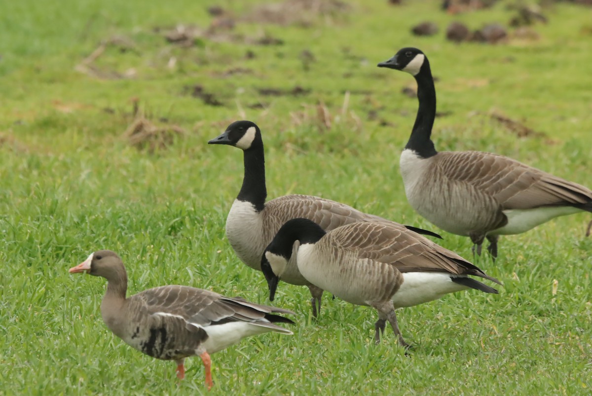 Greater White-fronted Goose - ML620319868