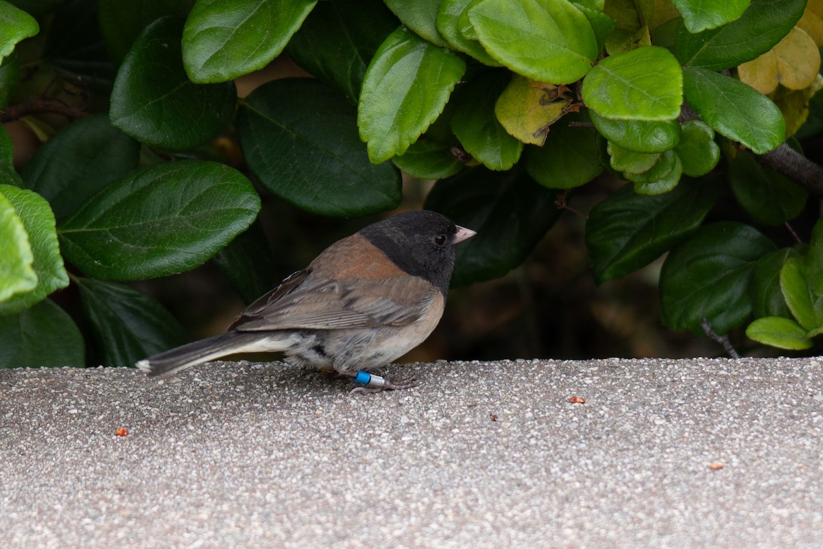 Dark-eyed Junco - ML620319875