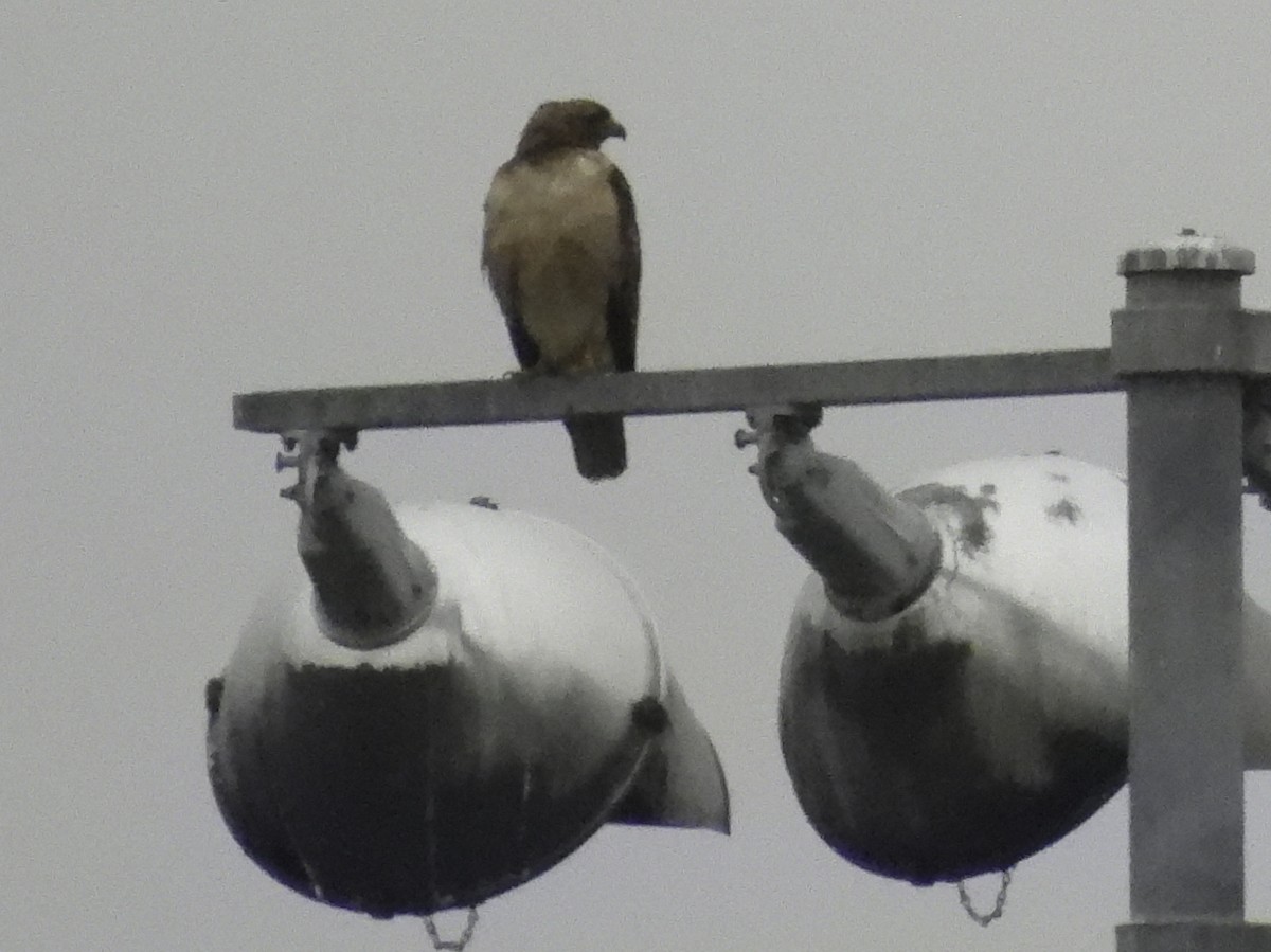 Red-tailed Hawk - ML620319886