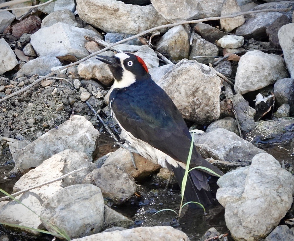 Acorn Woodpecker (Acorn) - ML620319887