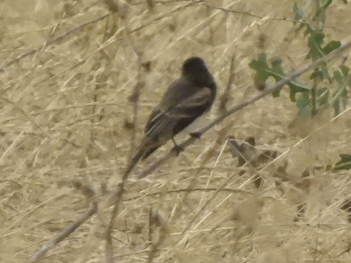 Black Phoebe - ML620319889