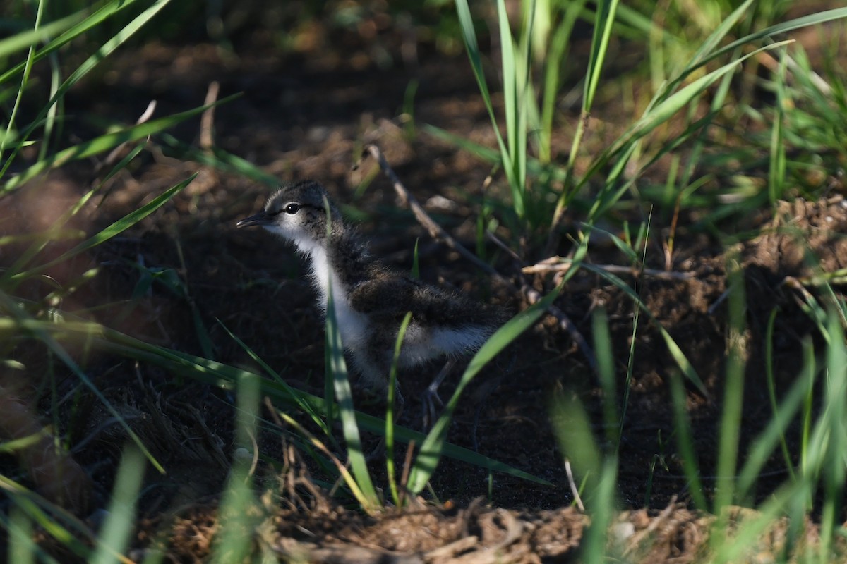 Spotted Sandpiper - ML620319891