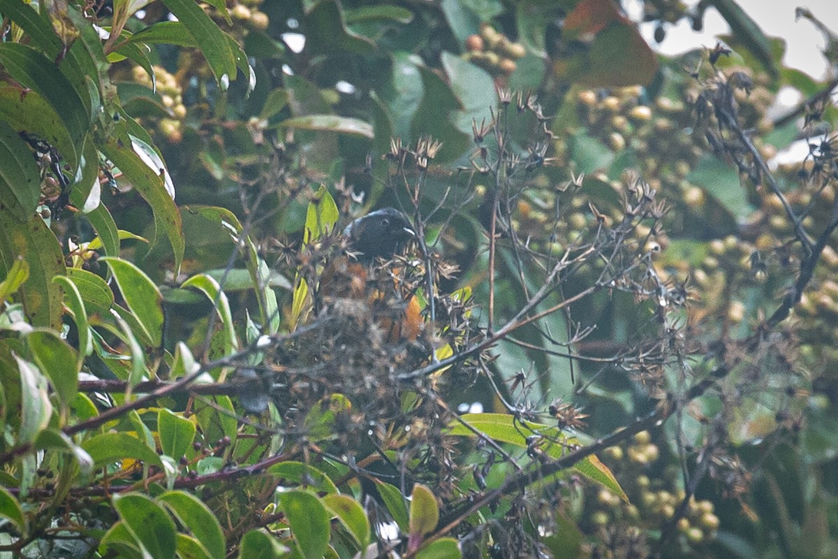 Blue-backed Conebill - ML620319897