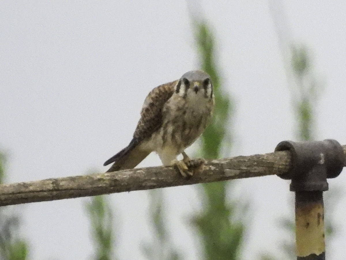 American Kestrel - ML620319902