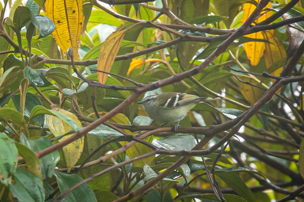 White-banded Tyrannulet - ML620319907