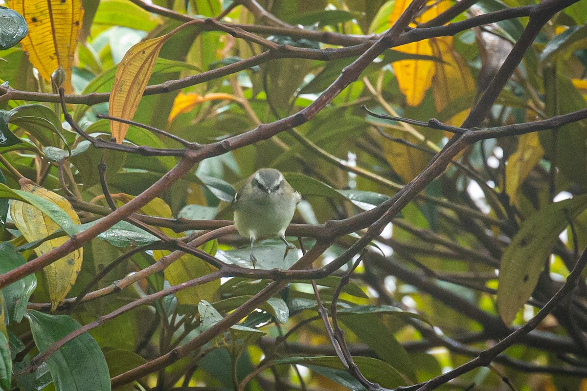 White-banded Tyrannulet - ML620319908