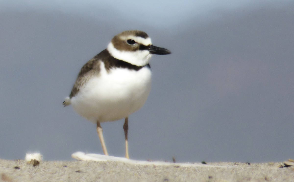 Wilson's Plover - ML62031991