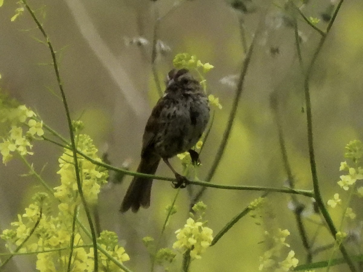 Song Sparrow - ML620319910