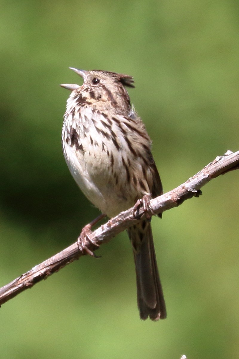 Song Sparrow - ML620319916