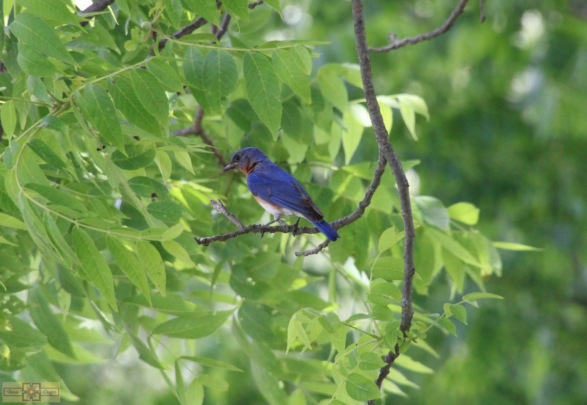 Eastern Bluebird - ML620319918