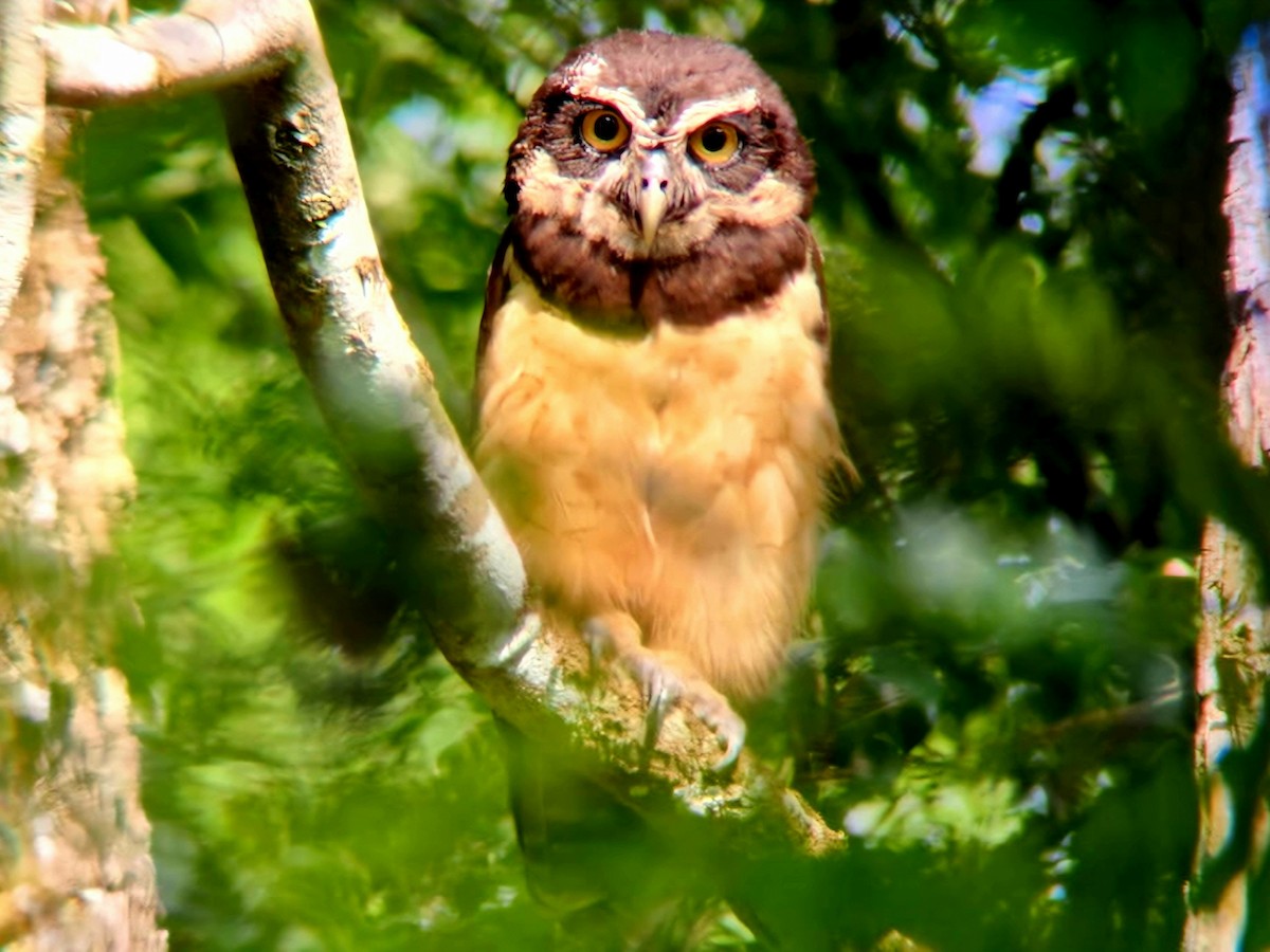 Spectacled Owl - ML620319921