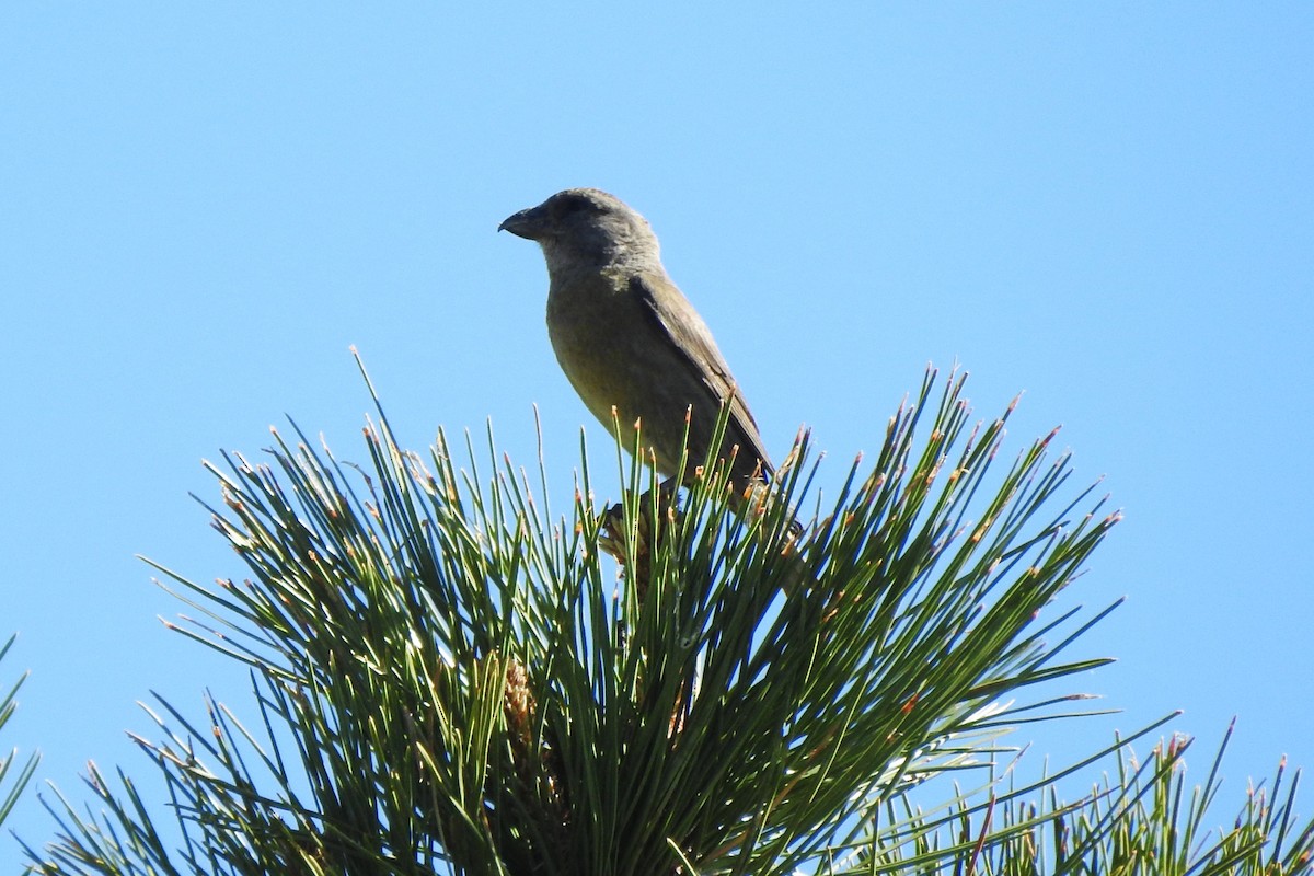 Red Crossbill - ML620319927