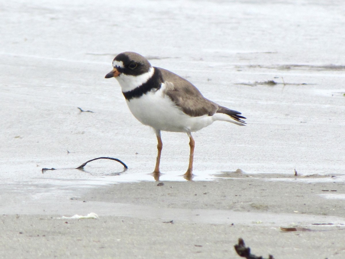 Semipalmated Plover - ML620319929