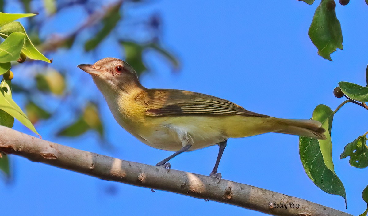 Yellow-green Vireo - Bobby Rose