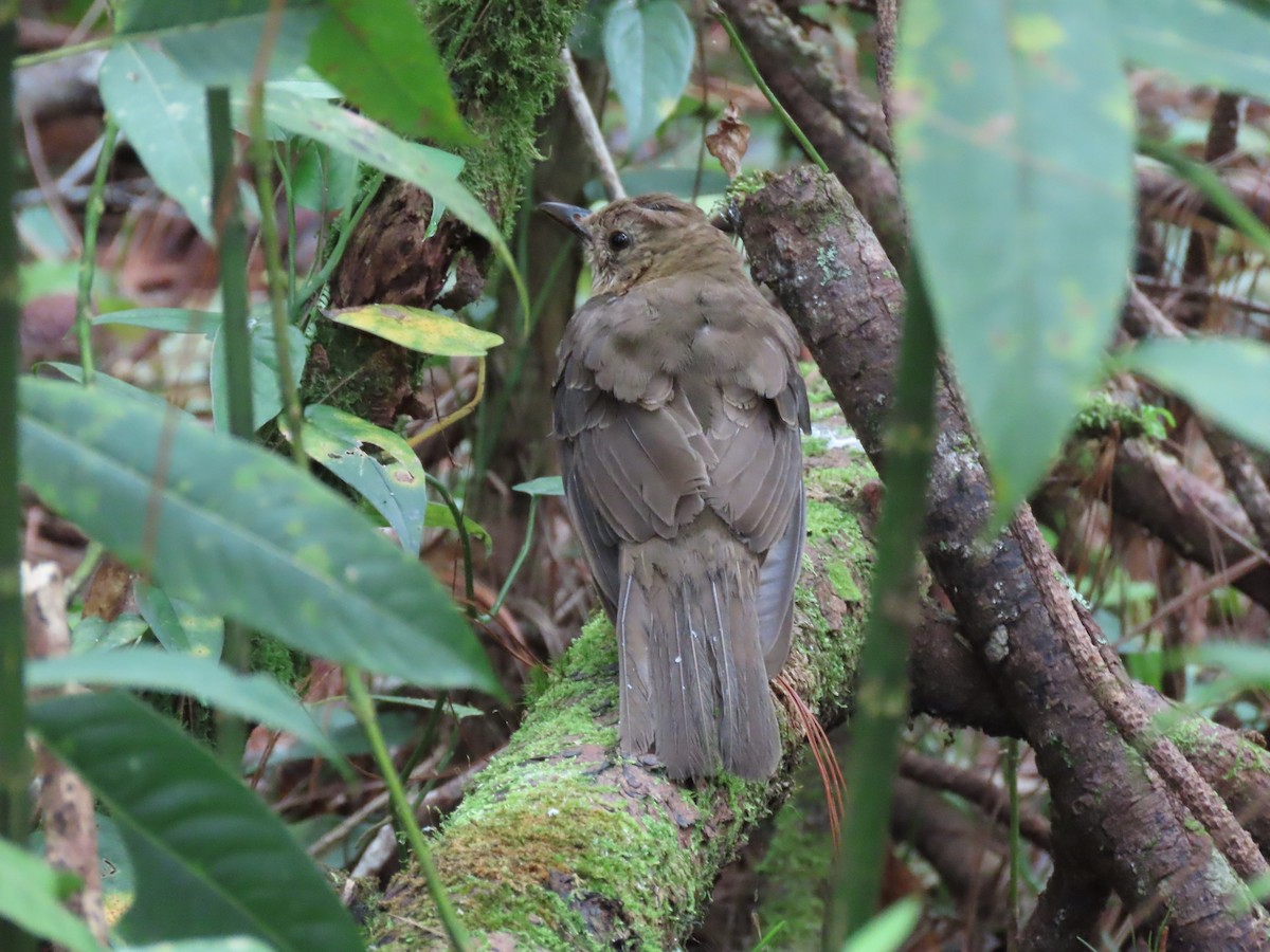 Black Thrush - ML620319933