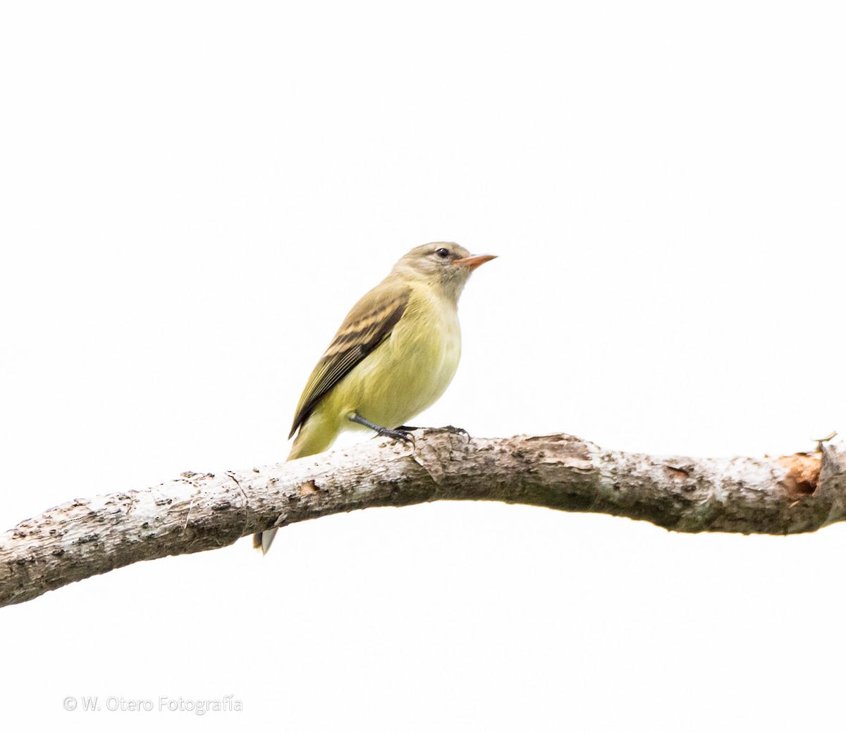 Northern Mouse-colored Tyrannulet - ML620319937
