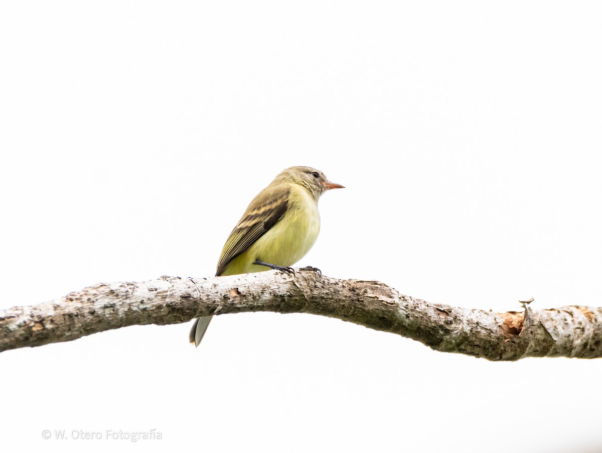 Northern Mouse-colored Tyrannulet - ML620319938