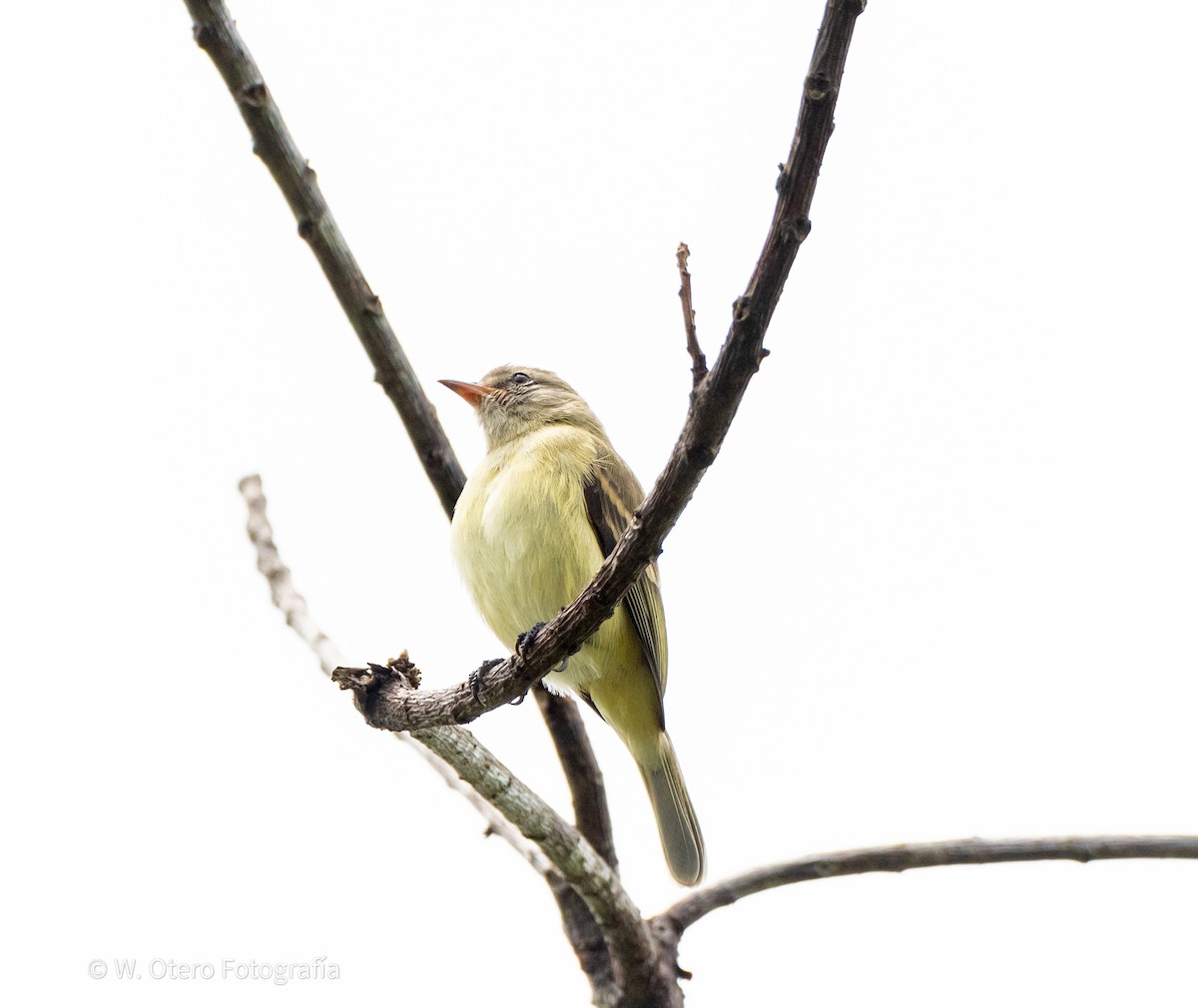 Northern Mouse-colored Tyrannulet - ML620319940