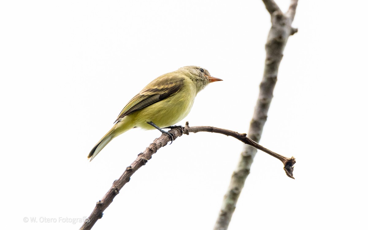 Northern Mouse-colored Tyrannulet - ML620319941