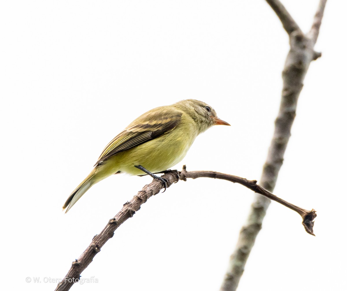 Northern Mouse-colored Tyrannulet - ML620319942