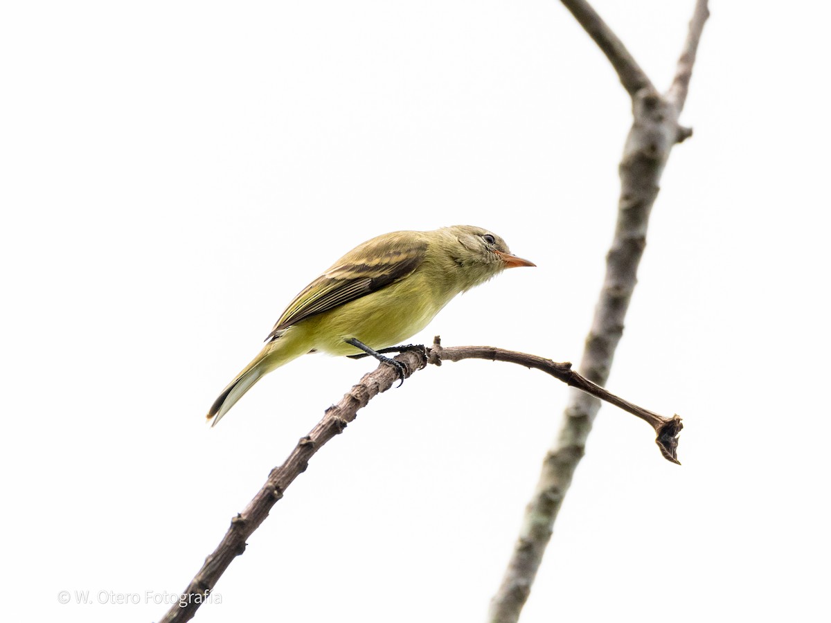 Northern Mouse-colored Tyrannulet - ML620319943
