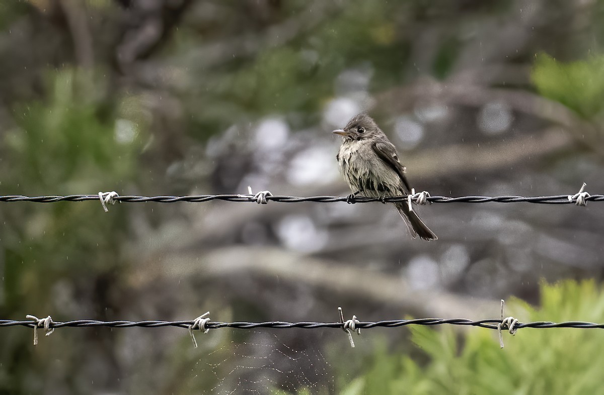 Eastern Wood-Pewee - ML620319954