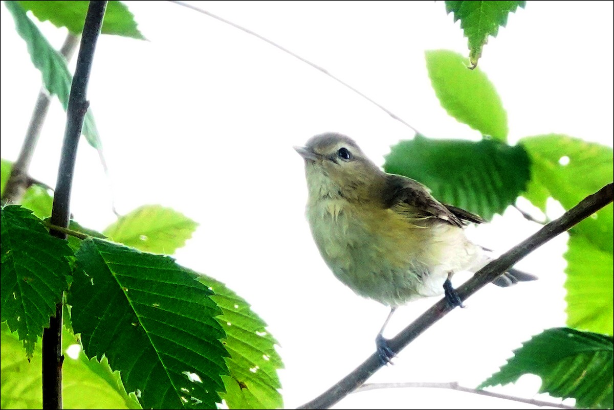 Warbling Vireo - ML620319965