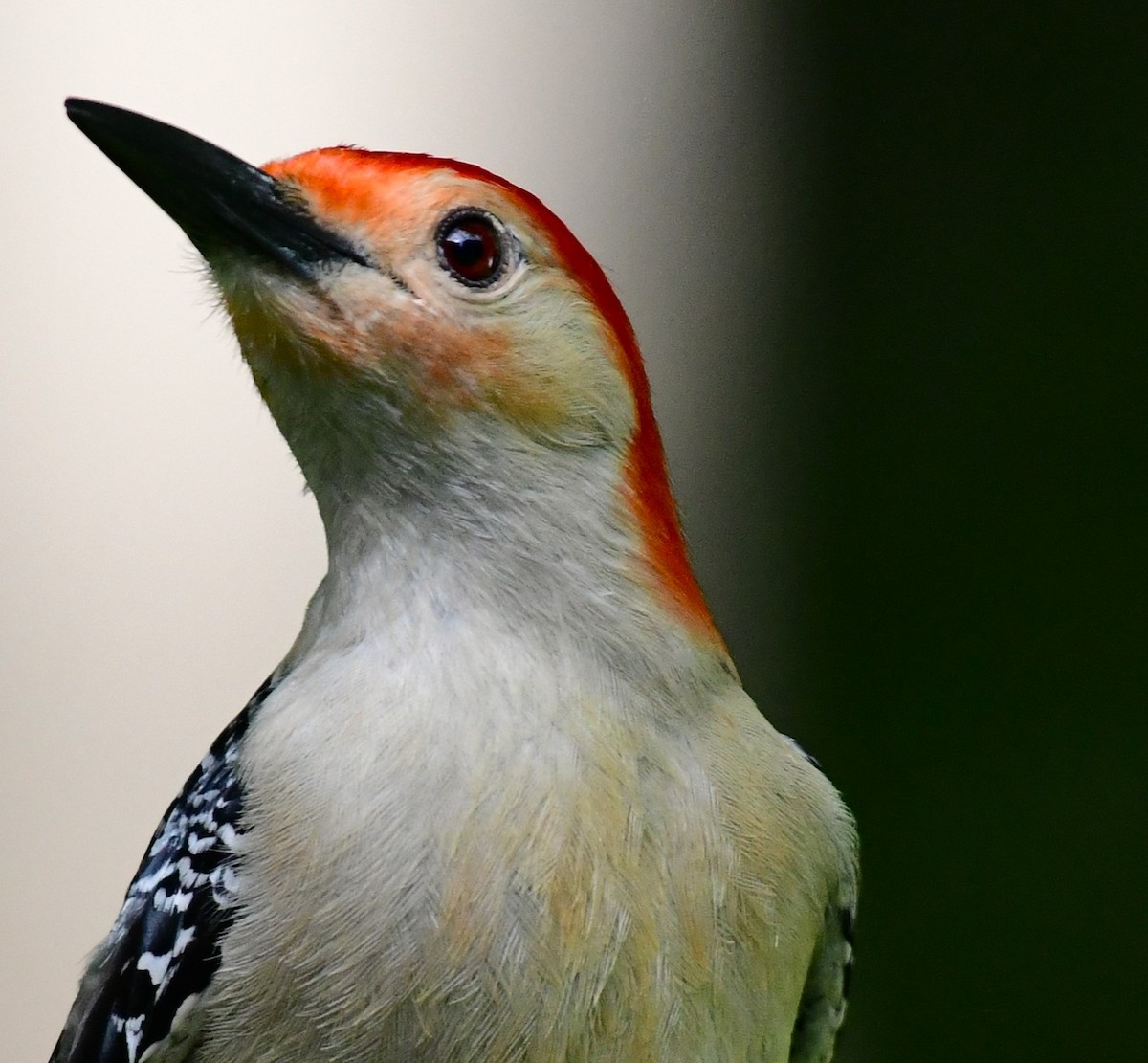 Red-bellied Woodpecker - ML620319967