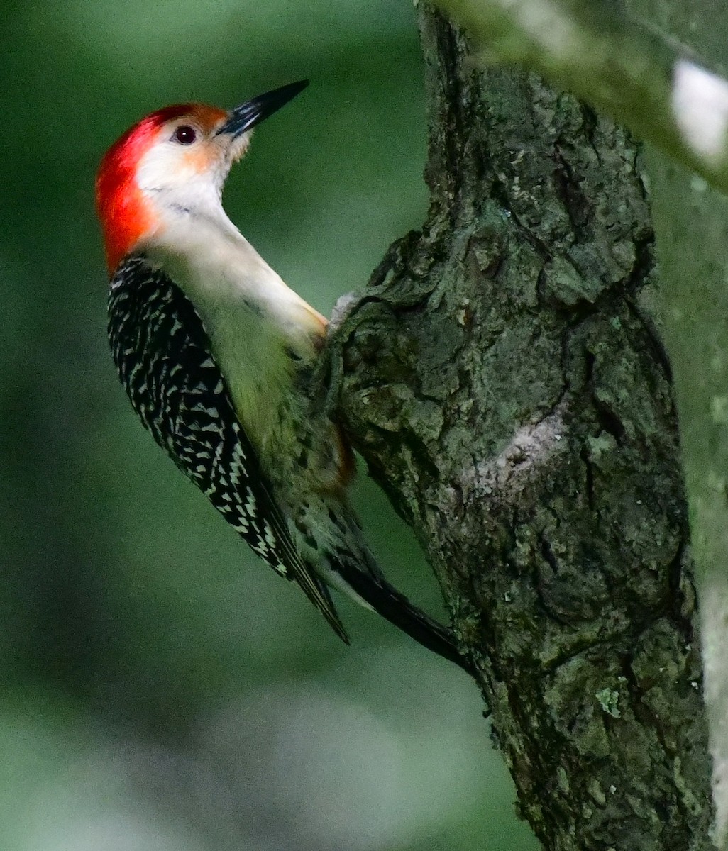Red-bellied Woodpecker - ML620319968