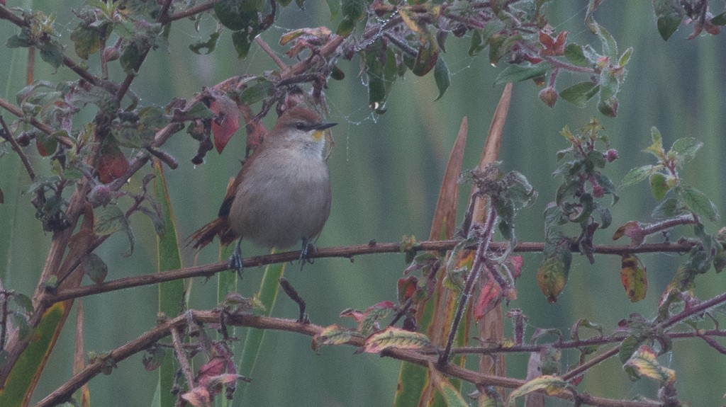 Yellow-chinned Spinetail - ML620319971