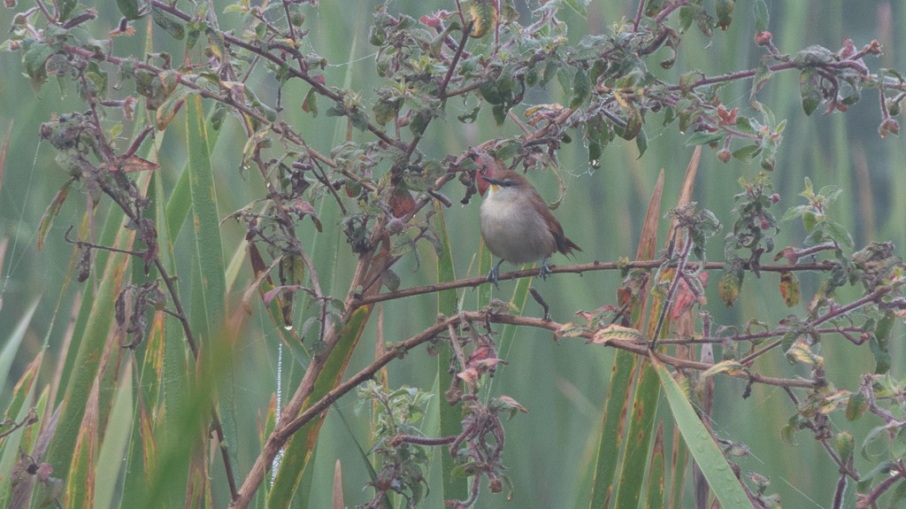 Yellow-chinned Spinetail - ML620319972