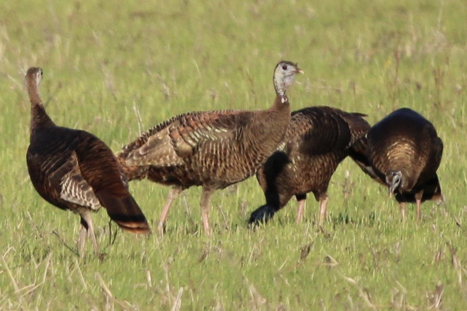 Wild Turkey - ML620319983