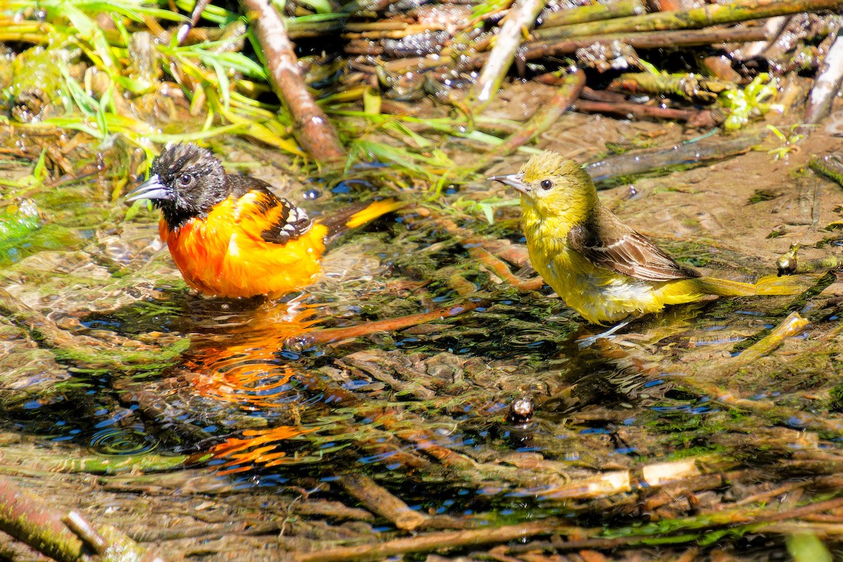 Orchard Oriole - ML620319994